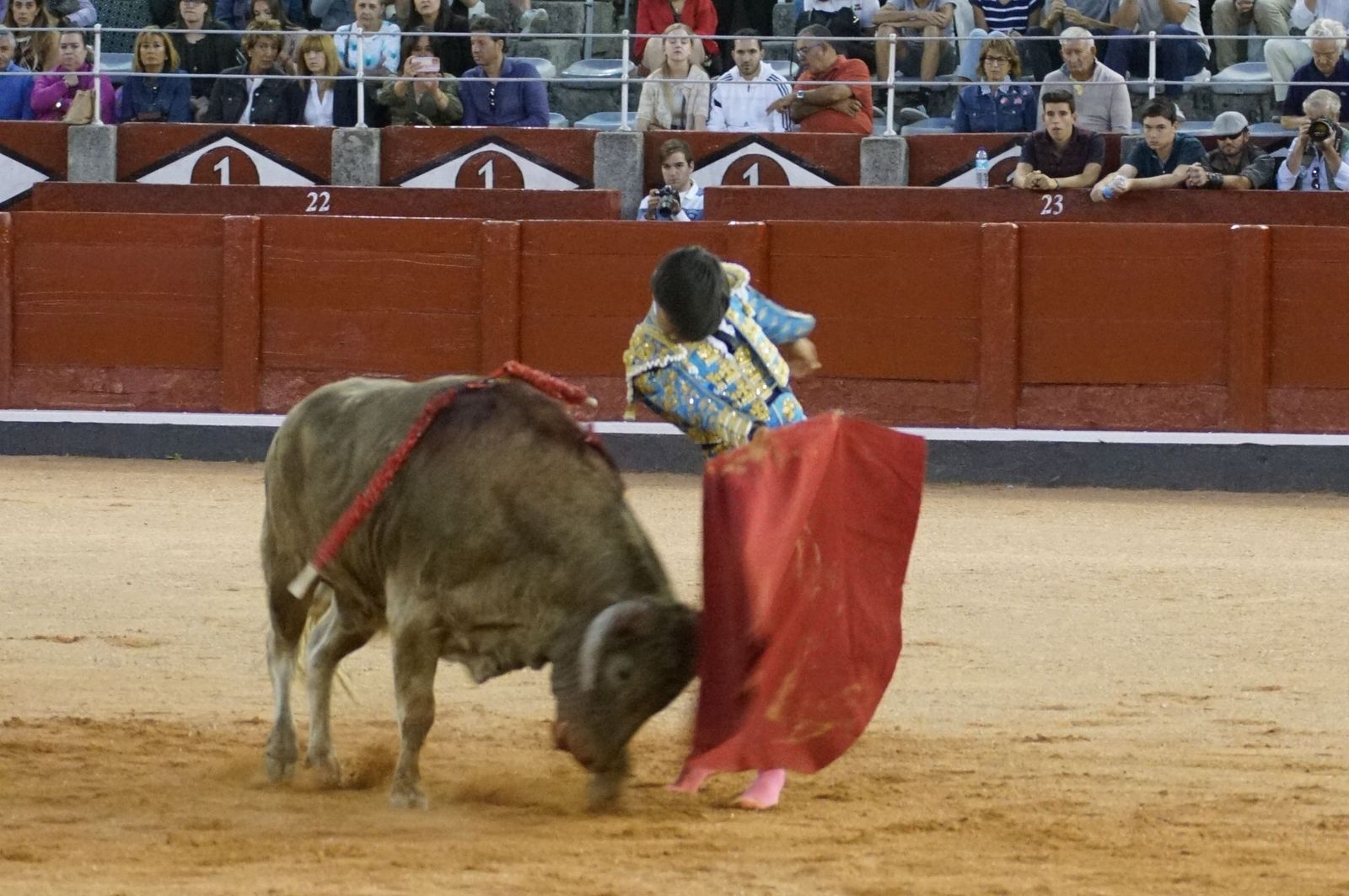 Clase práctica con alumnos de la Escuela de Tauromaquia de Salamanca (Diego Mateos, Noel García y Álvaro Rojo con erales de Esteban Isidro)