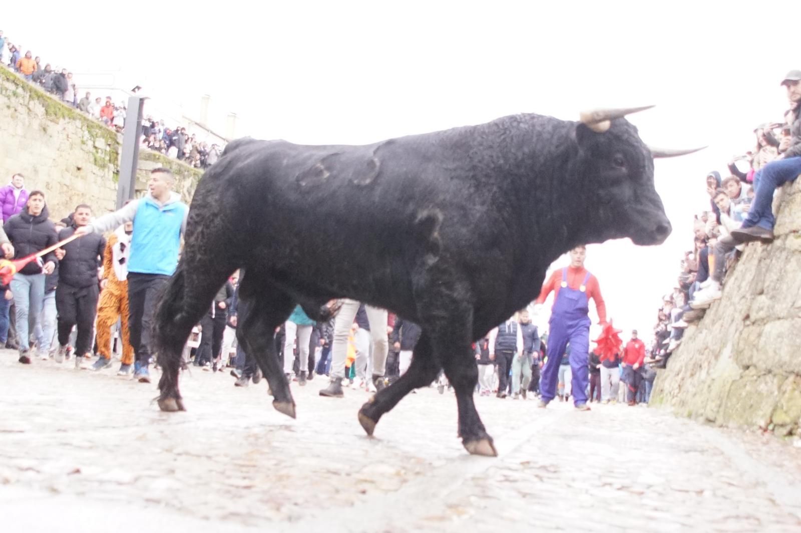 Capea matinal de domingo de carnaval en Ciudad Rodrigo (98).jpeg