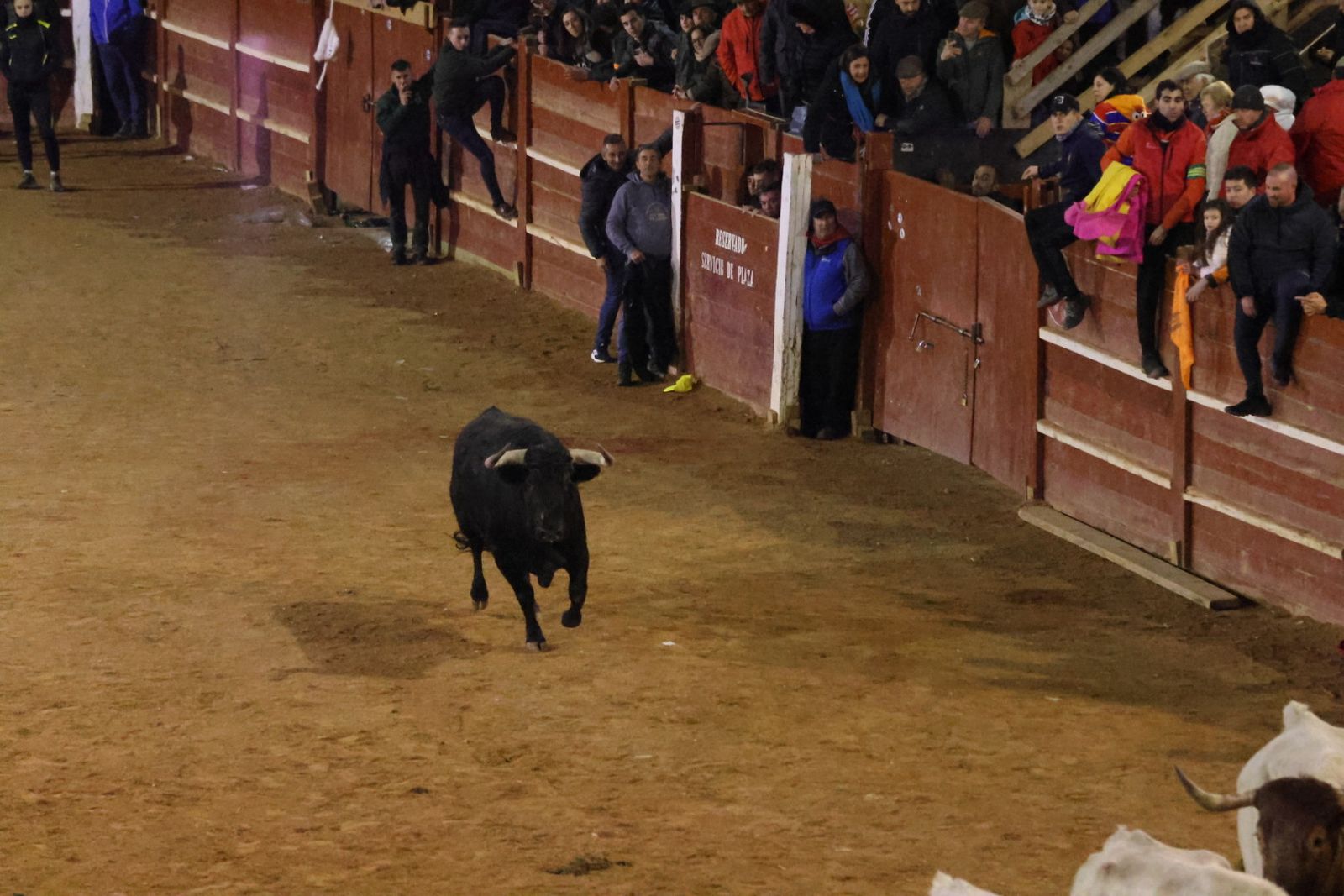 Desencierro de sábado tarde en el Carnaval del Toro de Ciudad Rodrigo