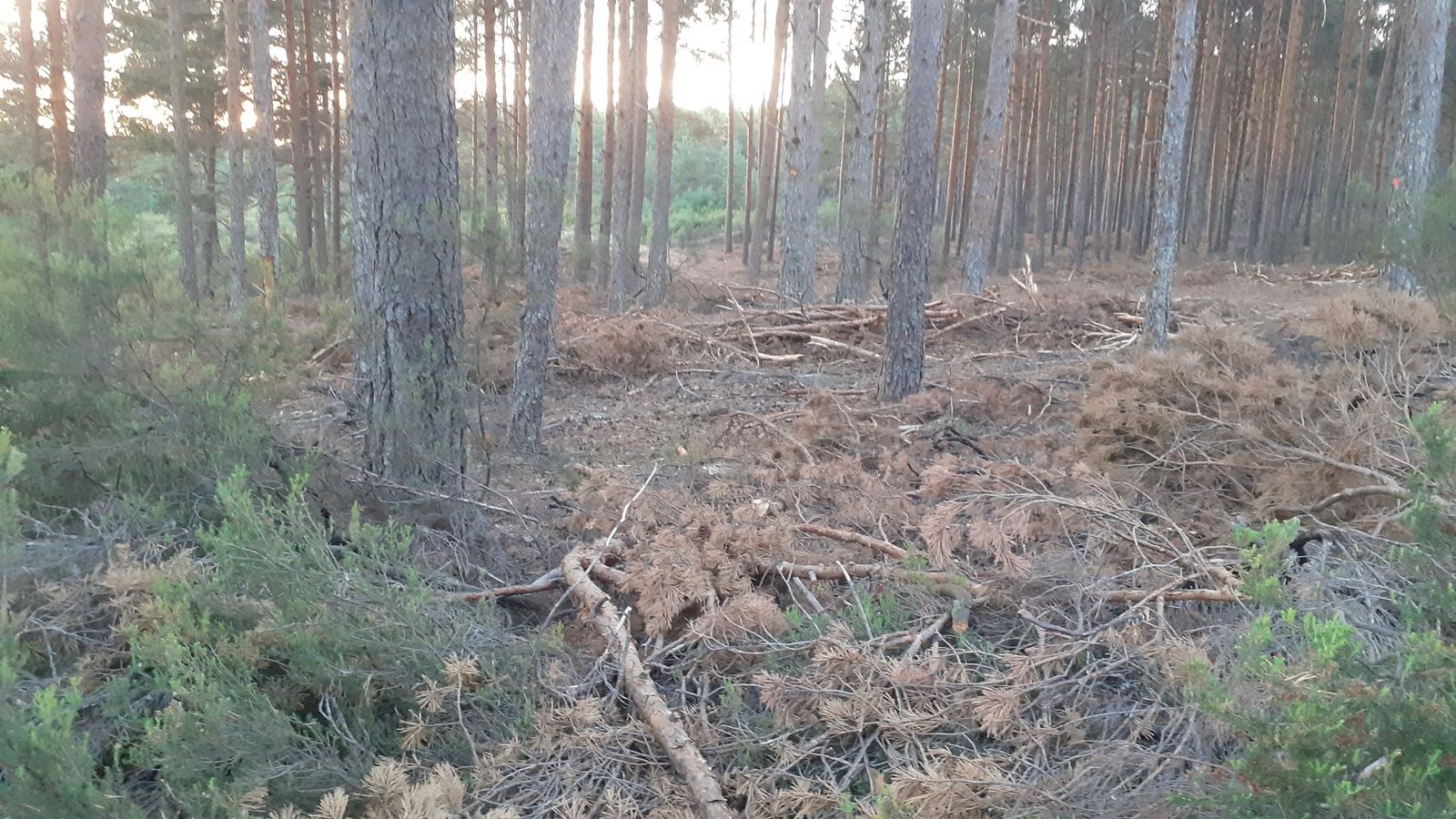 Zamora, entre el humo y el negocio: asociaciones denuncian la gestión de la madera calcinada