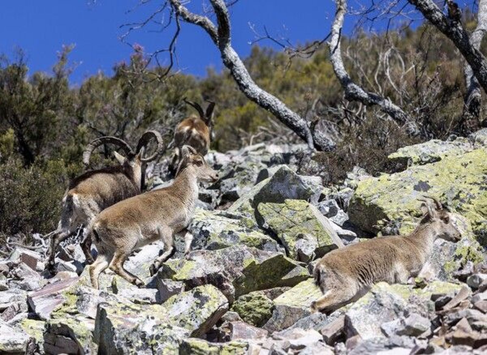David Arranz.  ICAL . Cabra montesa en la reserva regional de caza de la Batuecas (8)