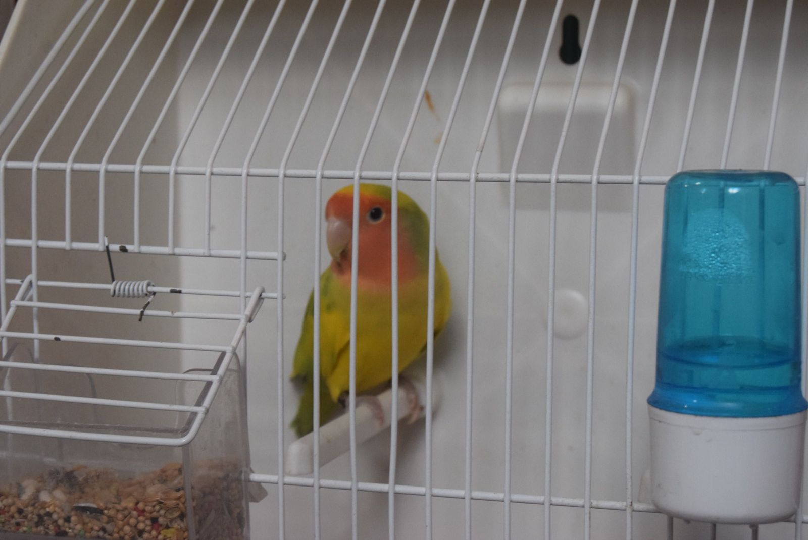 exposicion-ornitologica-en-el-colegio-universitario-7