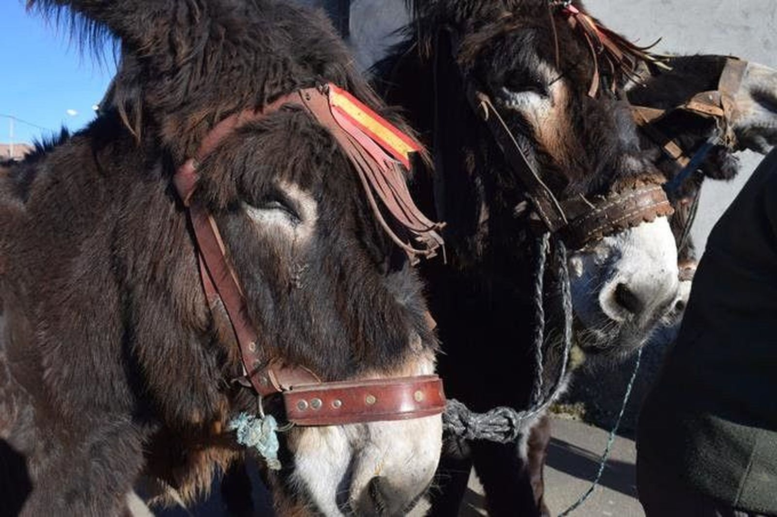 Burros zamoranos-leoneses