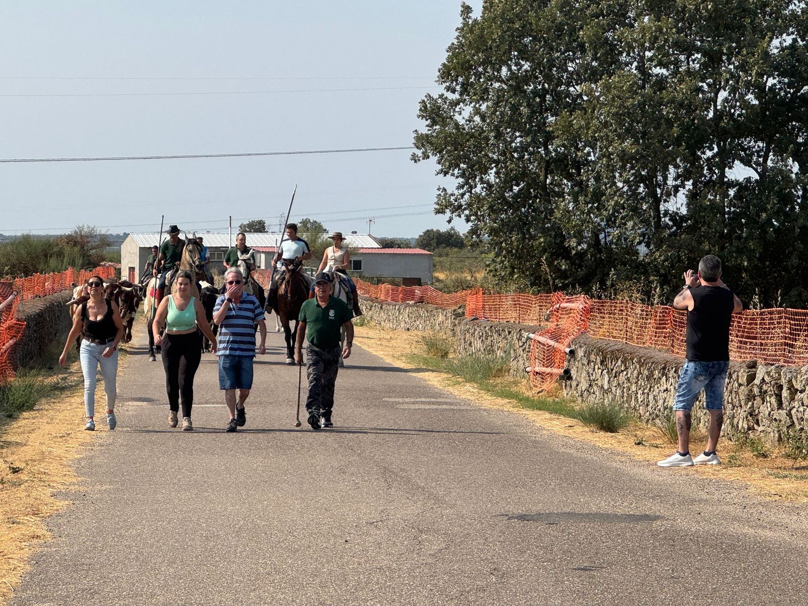 Encierro de bueyes en Aldeadávila de la Ribera para enseñarles el camino para los encierros en sus fiestas 2025
