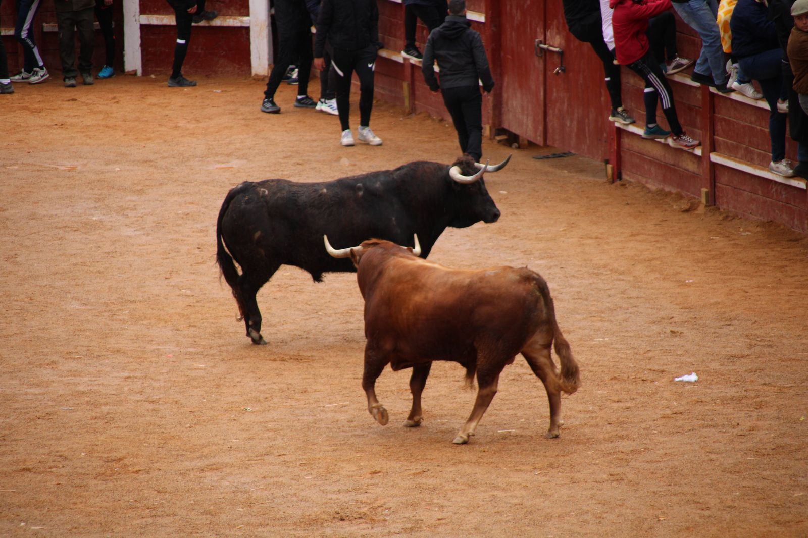 ambiente-durante-el-encierro-urbano-de-ciudad-rodrigo-sabado-10-de-febrero-fotos-s24h-100