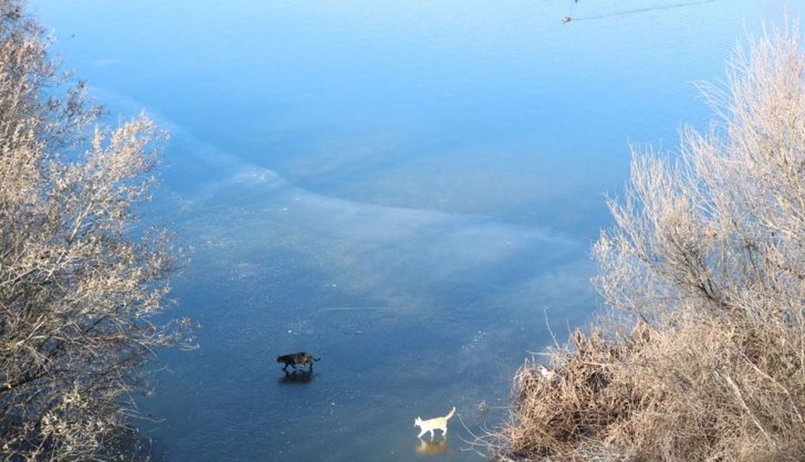La colonia de gatos de la Vía Helmántica camina por el hielo en busca de comida (5)
