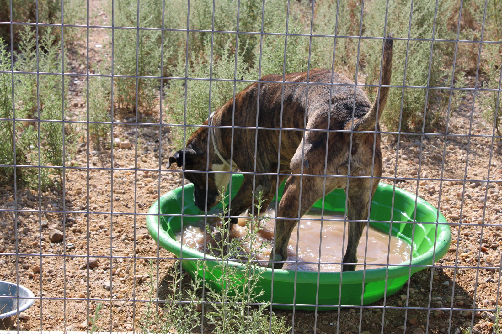 refugio-de-animales-del-ayuntamiento-de-salamanca-15