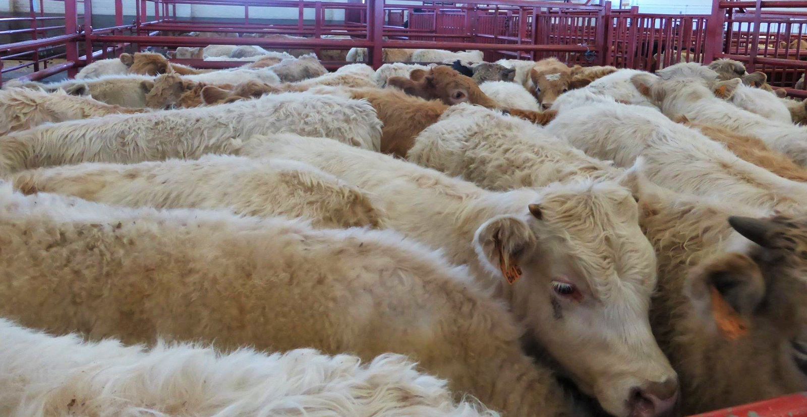 Alegre subida del bovino en la lonja. Foto de archivo