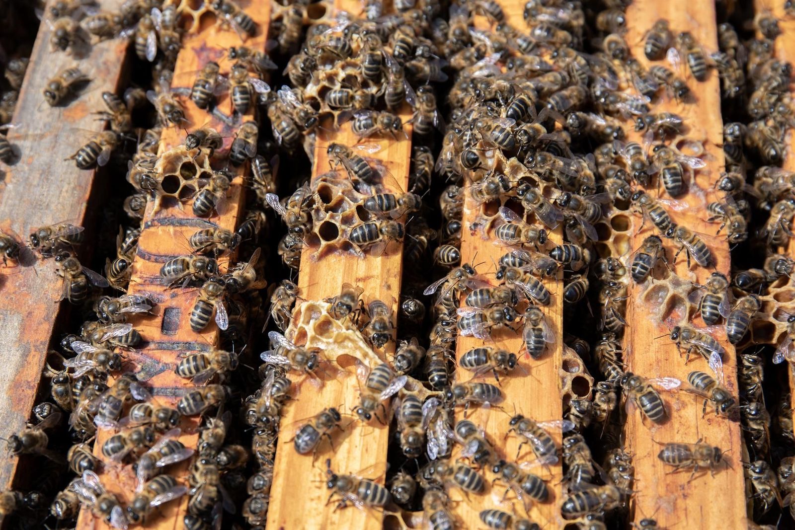 Colmena de abejas   Rafael Bastante   Europa Press   Archivo