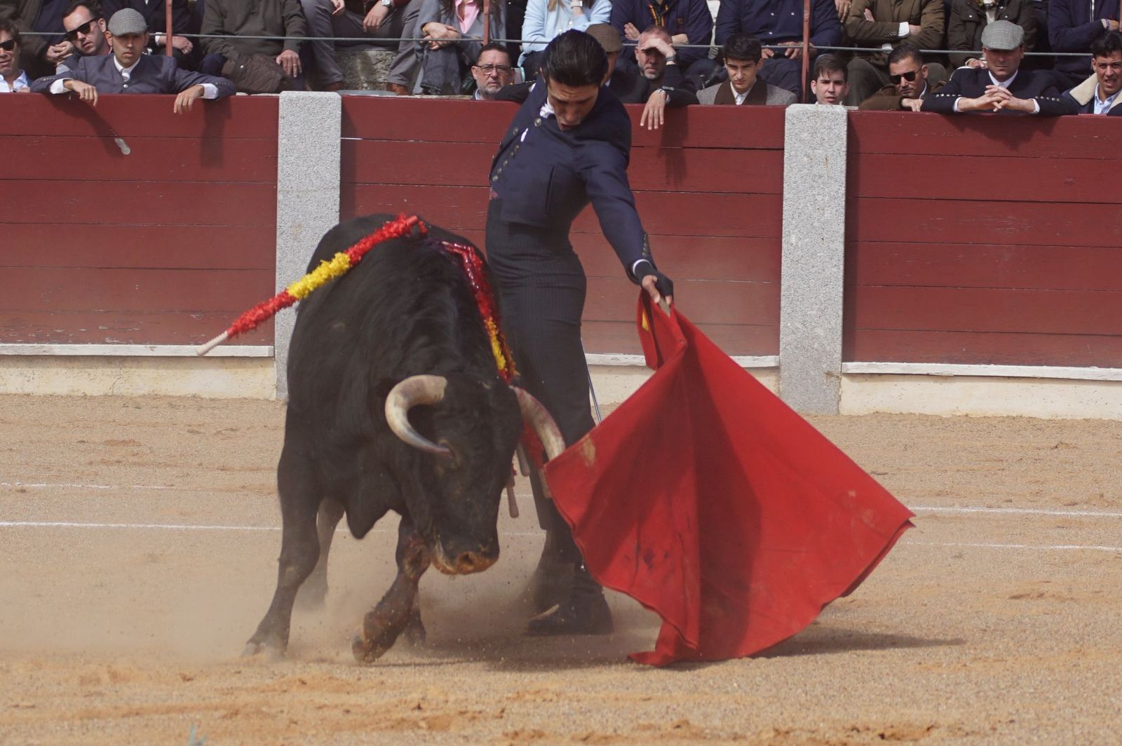 Festival taurino solidario por la esclerosis múltiple en Guijuelo