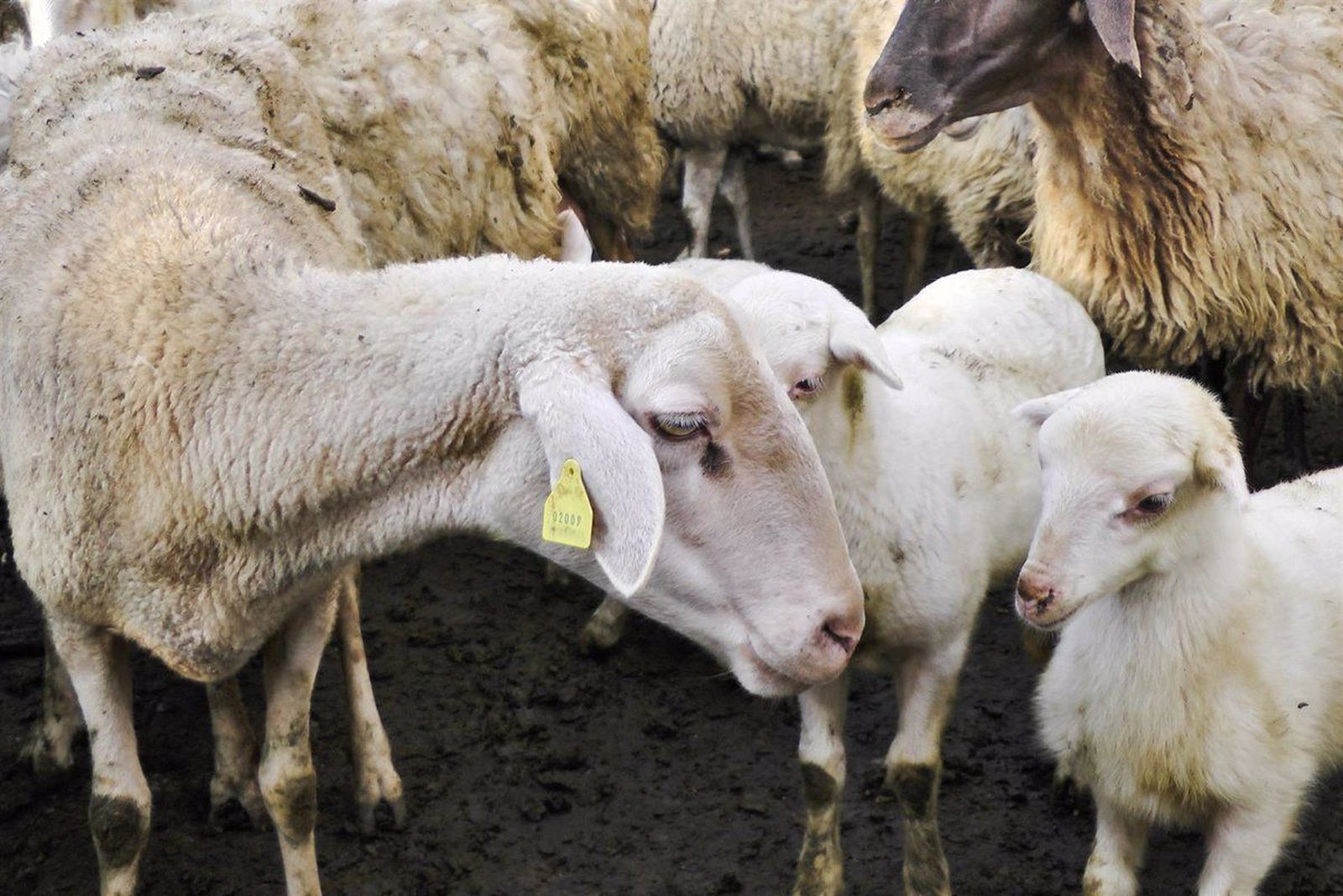 Ovejas y corderos. Foto EP