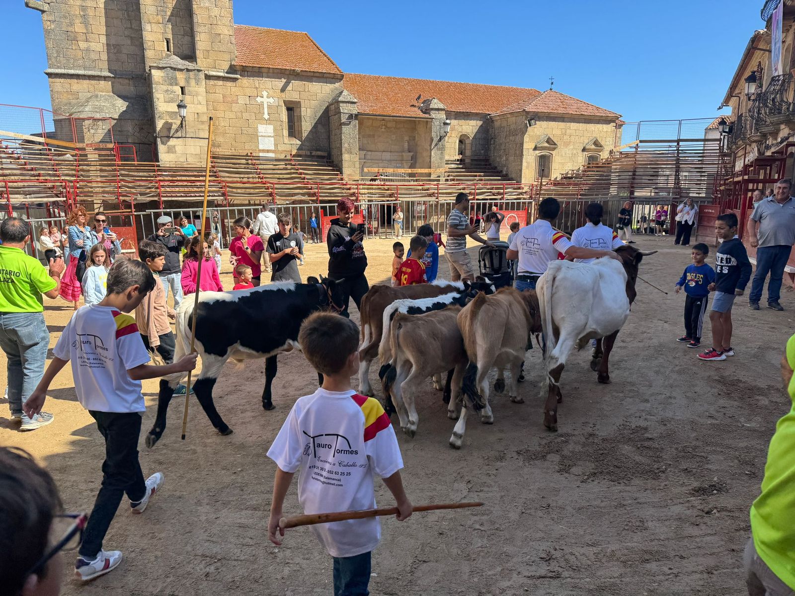 Encierro de mini bueyes en el último día de fiestas en Aldeadávila de la Ribera