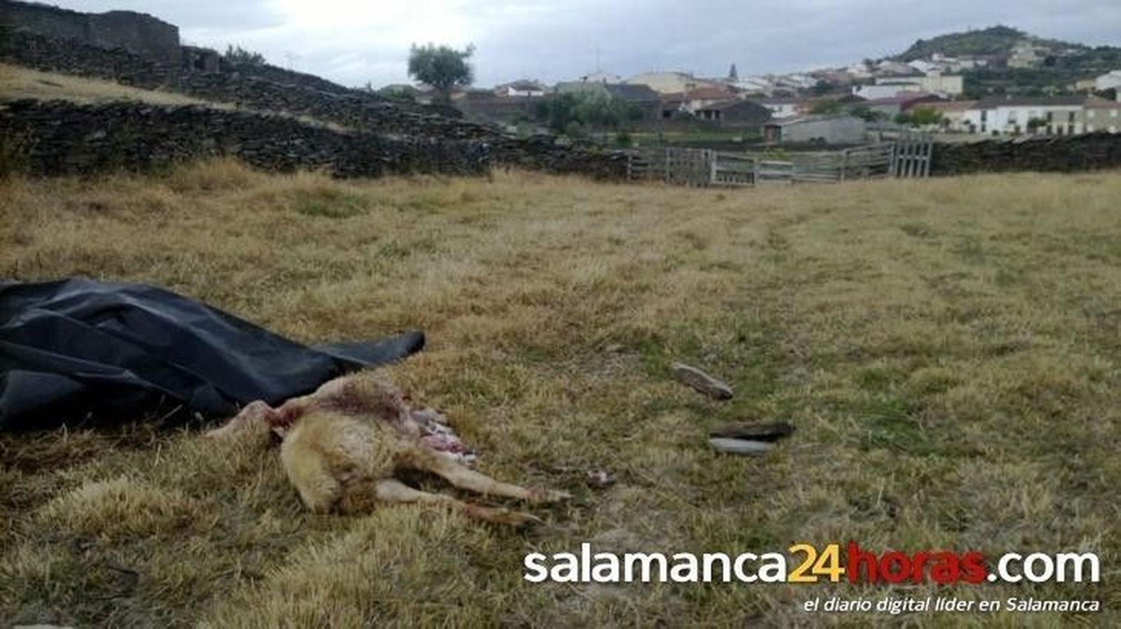 Ataque de lobos en Vilvestre