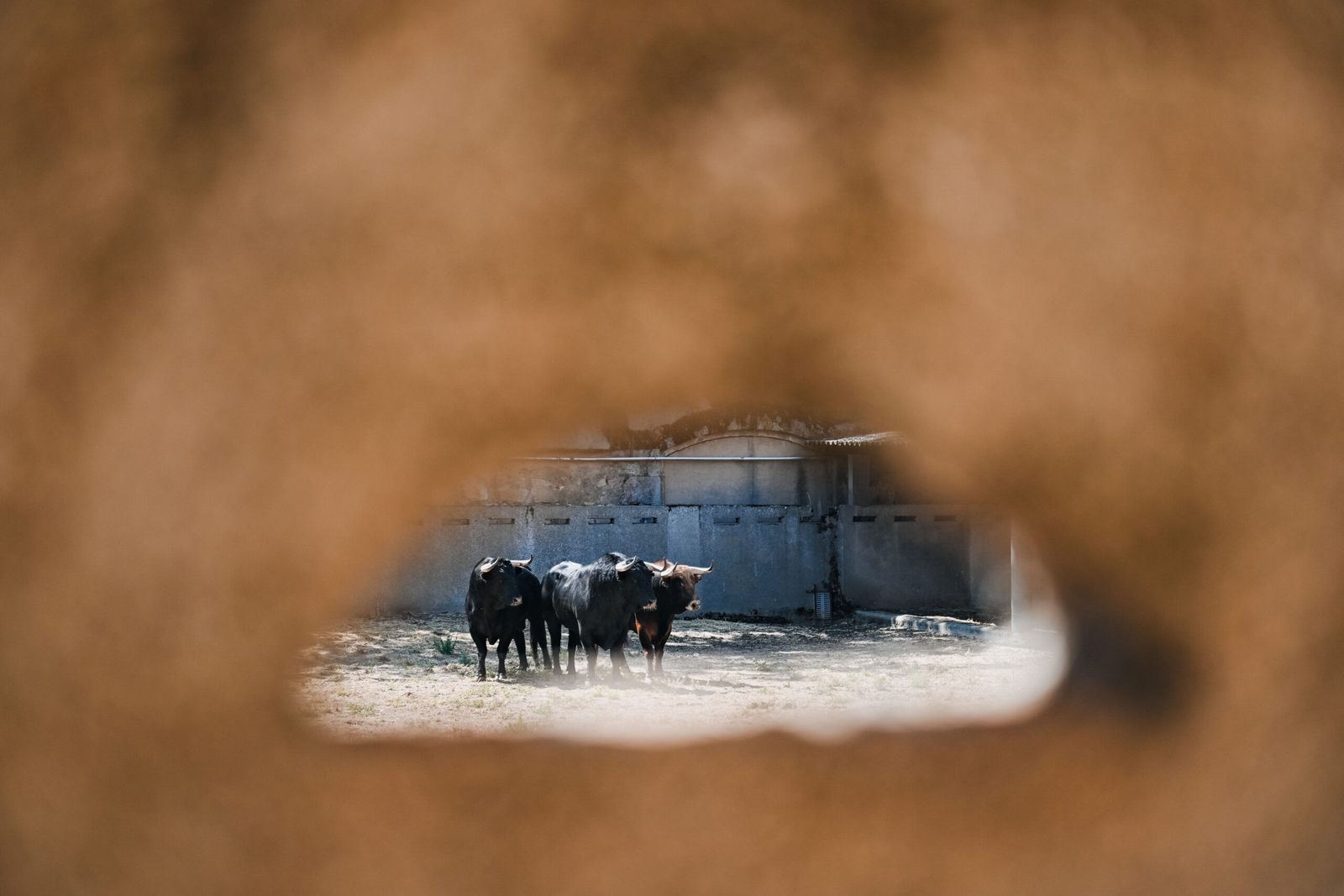 sorteo-de-los-toros-para-el-mano-a-mano-entre-morante-de-la-puebla-y-marco-perez-en-salamanca-fotos-bmf-toros-10