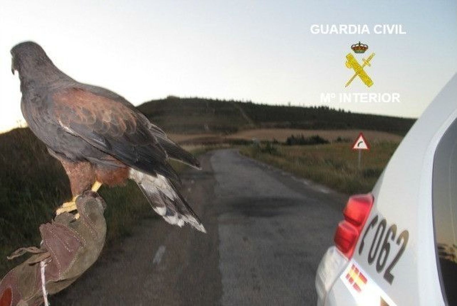Sorprendido cazando con un águila y sin licencia