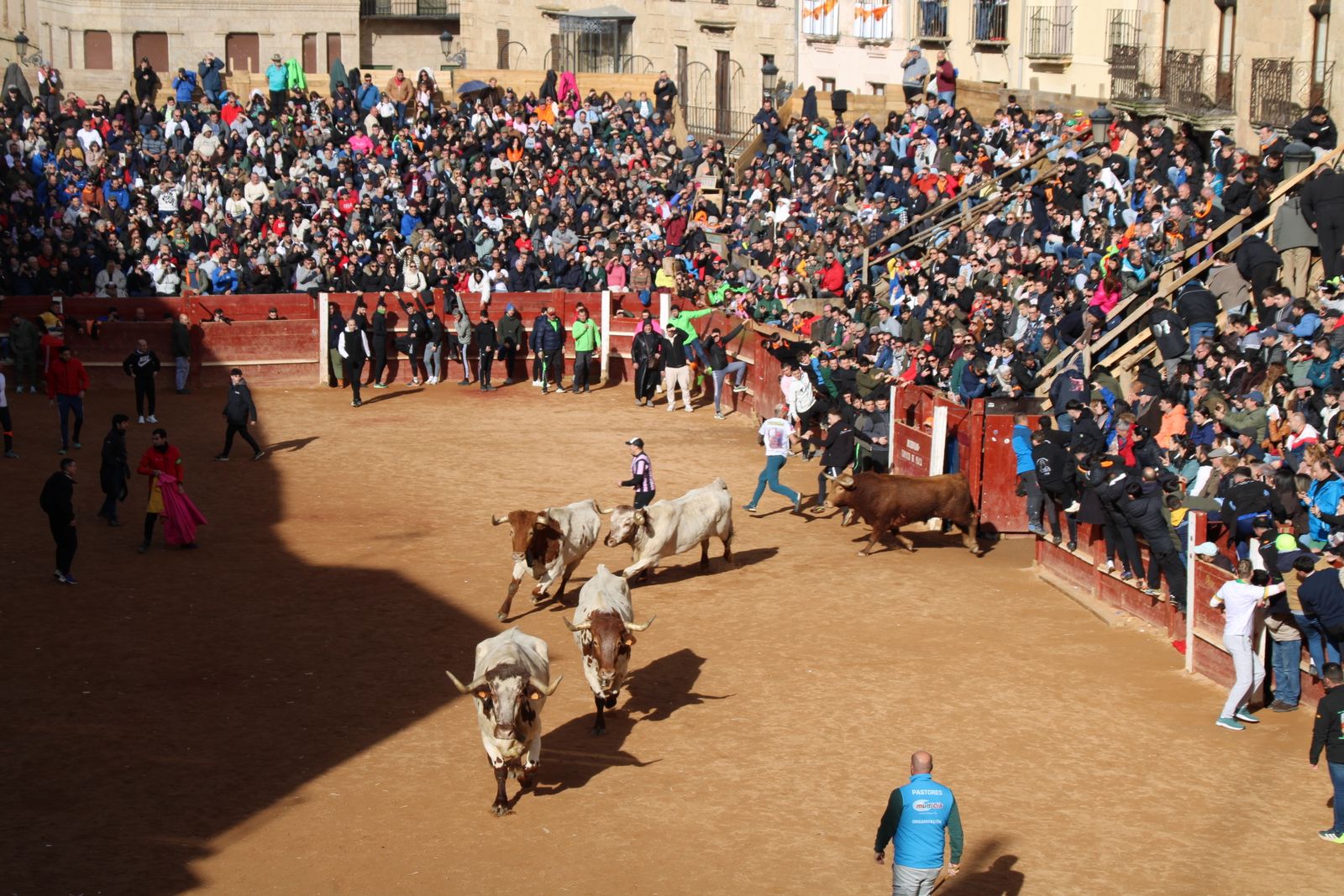 Encierro de martes en el Carnaval del Toro de Ciudad Rodrigo 2026