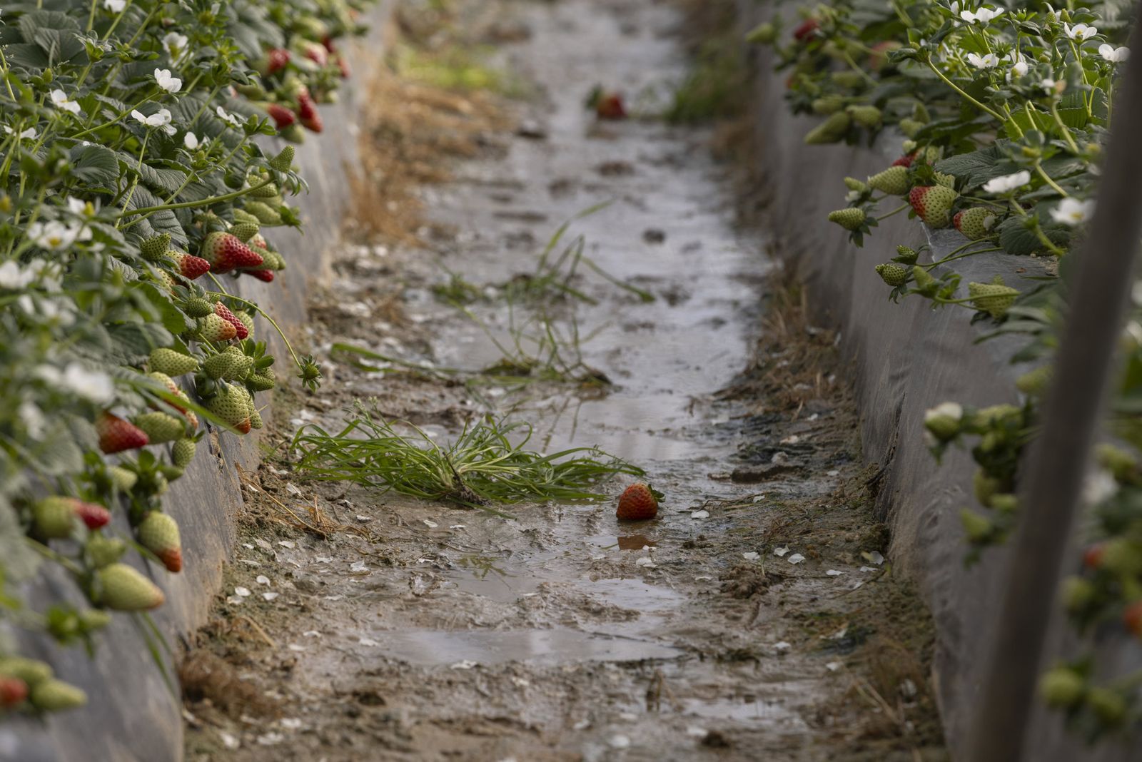 Explotación agrícola en Moguer (Huelva) dedicada al cultivo de la fresa afectada por el temporal. Clara Carrasco - Europa Press - Archivo