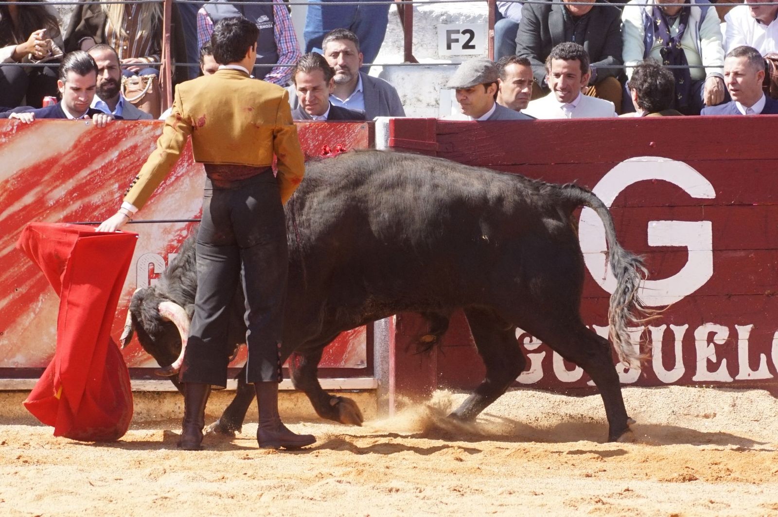 Festival taurino solidario por la esclerosis múltiple en Guijuelo