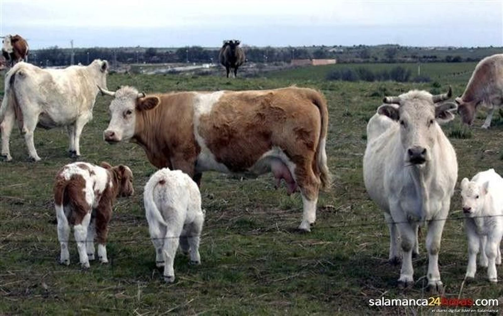 El precio de las vacas y terneros baja en la Lonja