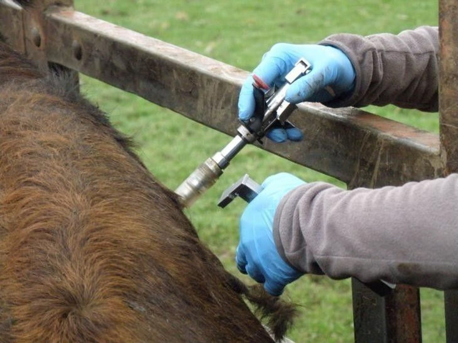 Vacunación obligatoria contra el virus de la Lengua Azul en Béjar y Sequeros
