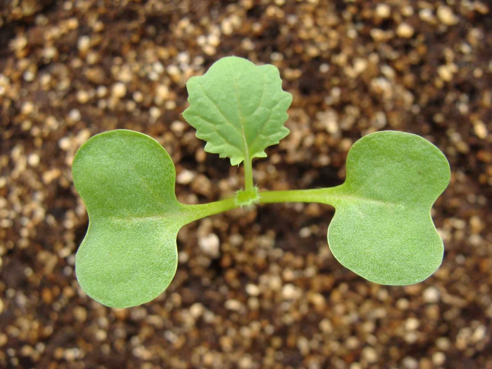 Plu00e1ntula de colza con su primera hoja verdadera