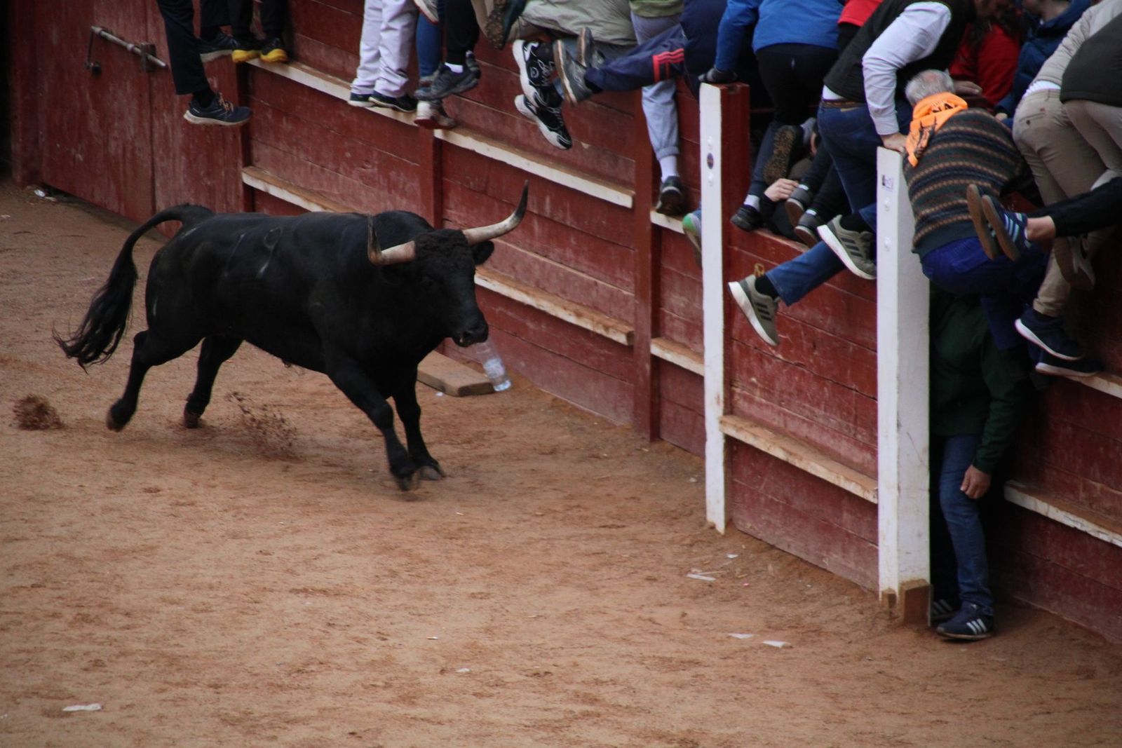 Toro del Aguardiente Ciudad Rodrigo 2025