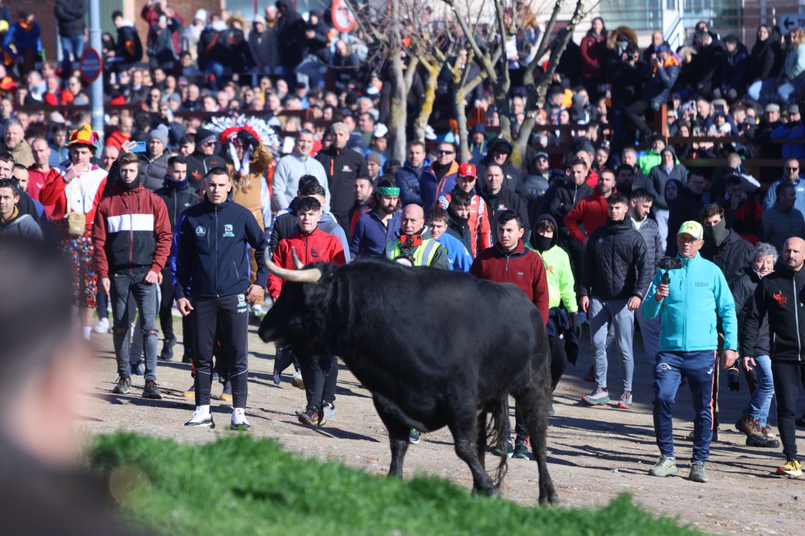 Toro del Antruejo 2026 en el Carnaval del Toro de Ciudad Rodrigo