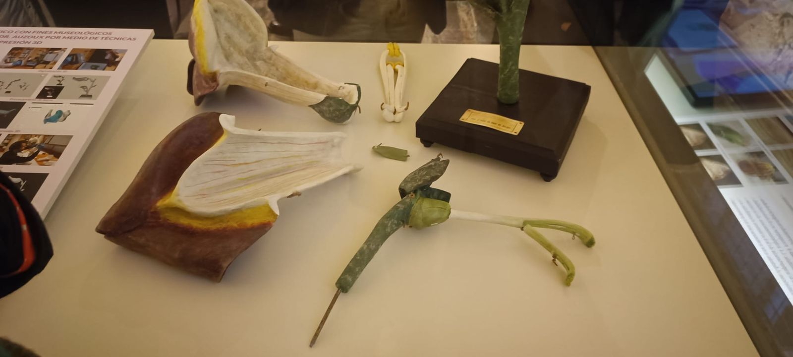 exposicion-botanica-7