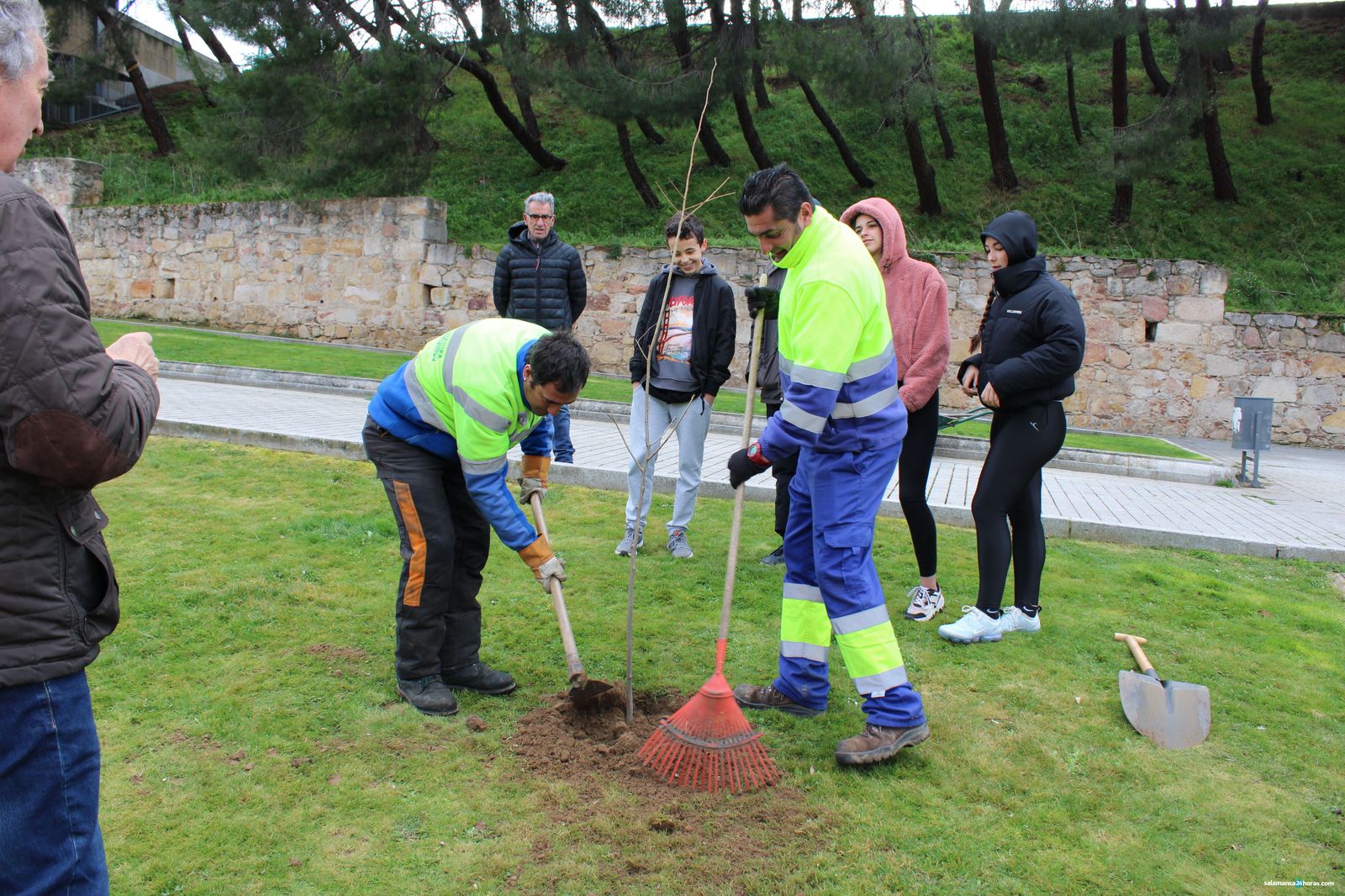 Plantación de olmos en la calle Vaguada de la Palma (2 3 2020) (18)