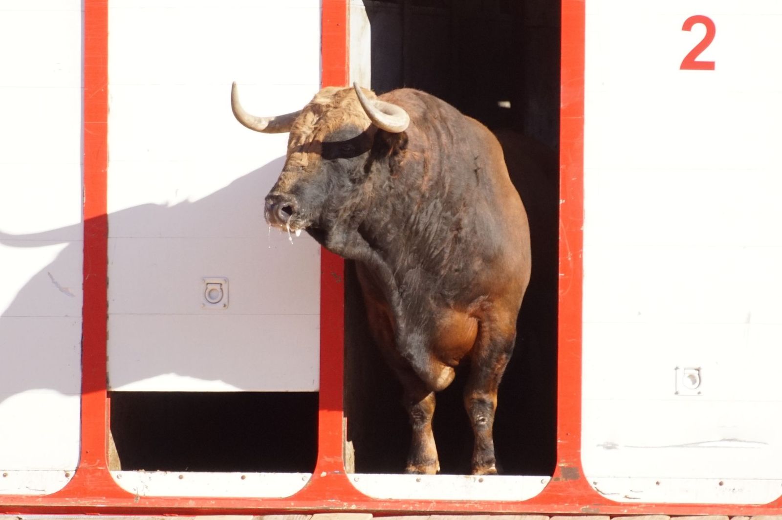 Tradicional Desenjaule en la Plaza de Toros La Glorieta