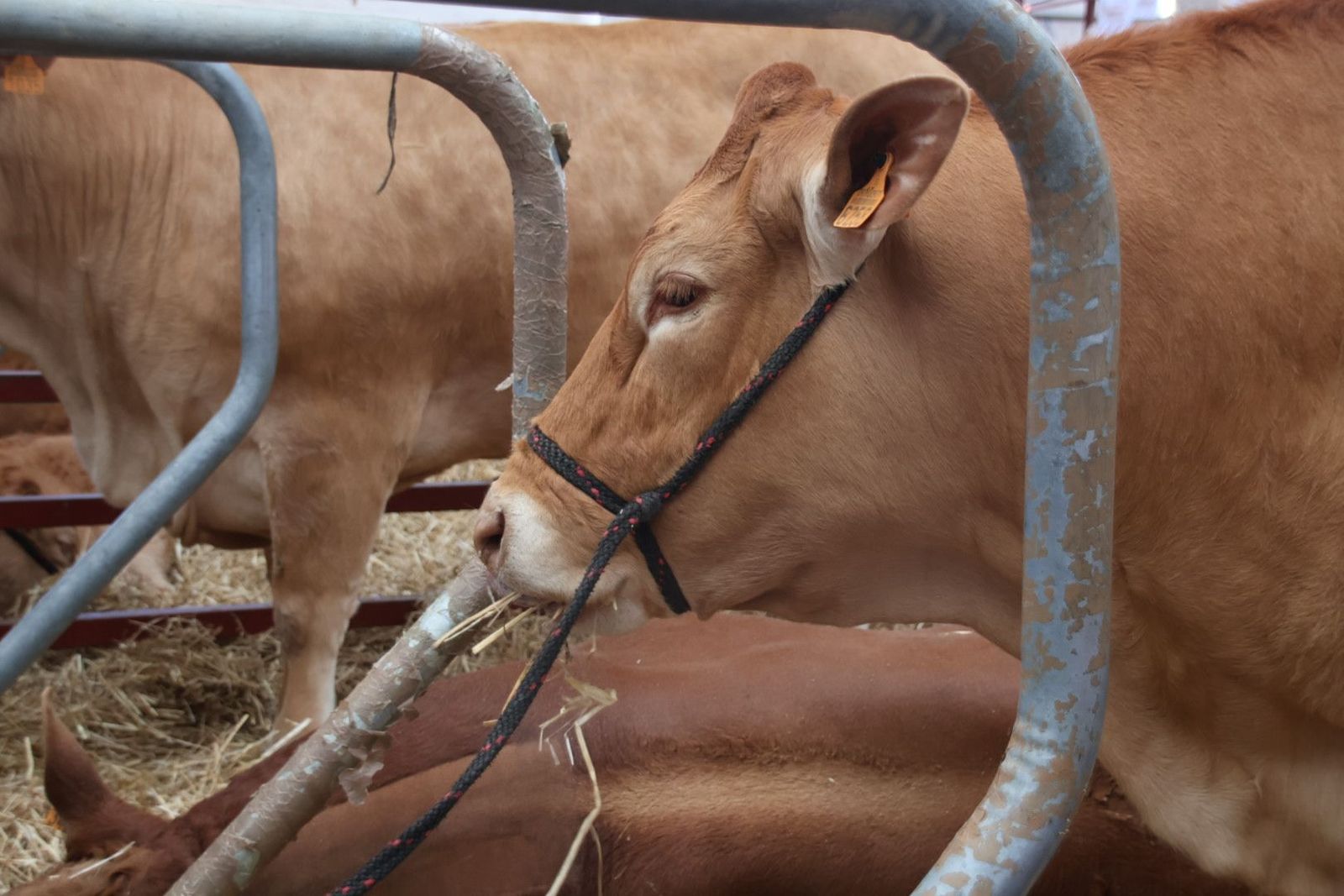 Limusin salamaq 2024. Foto Andrea M.