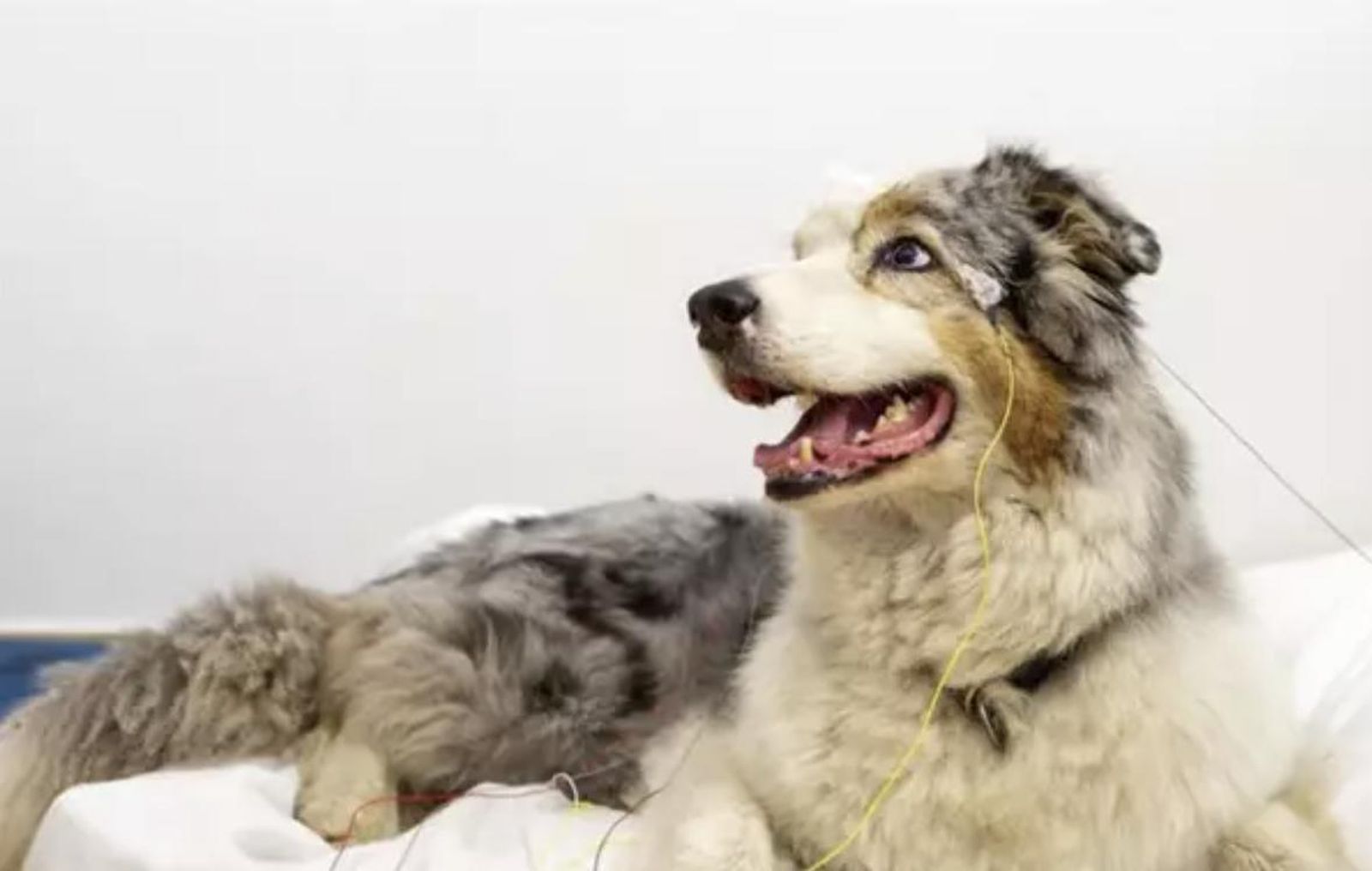 Esta fotografía muestra una configuración experimental de EEG para perros. - GRZEGORZ ELIASIEWICZ Esta fotografía muestra una configuración experimental de EEG para perros. - GRZEGORZ ELIASIEWICZ