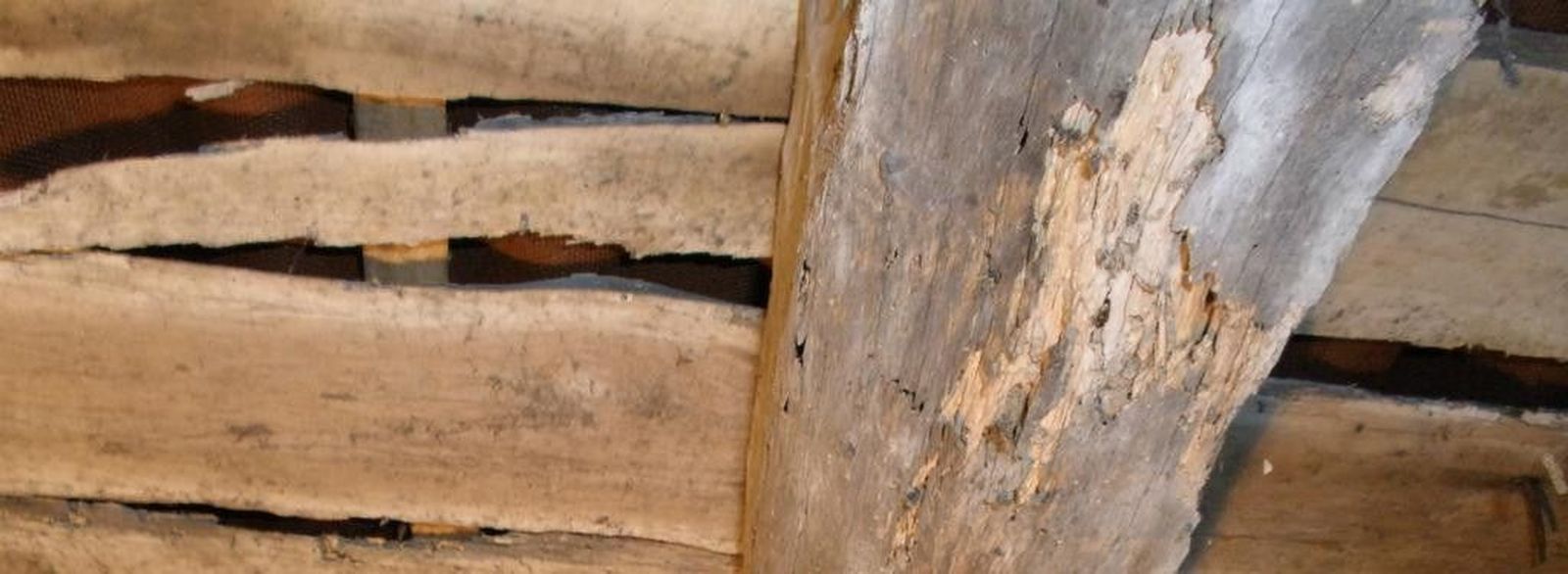 Los insectos de la madera suponen la cuarta parte de los problemas de plagas en Castilla y León