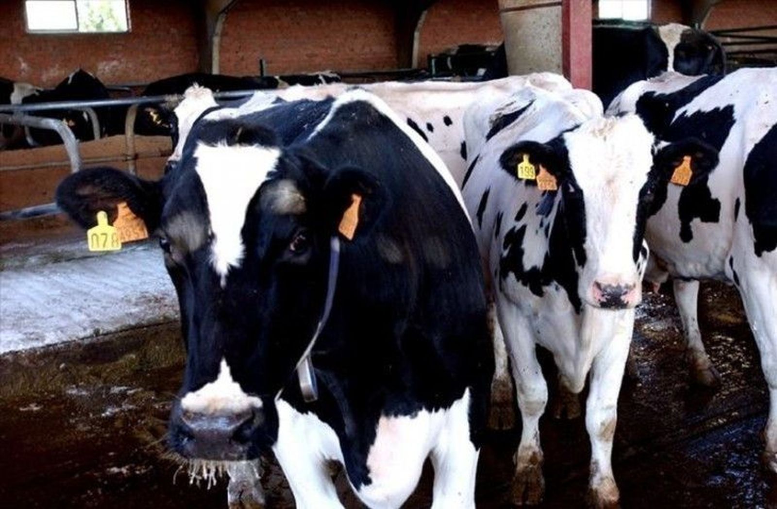 Los ganaderos de leche se enfrentan a un nuevo coste: alquilar la cuota de producción