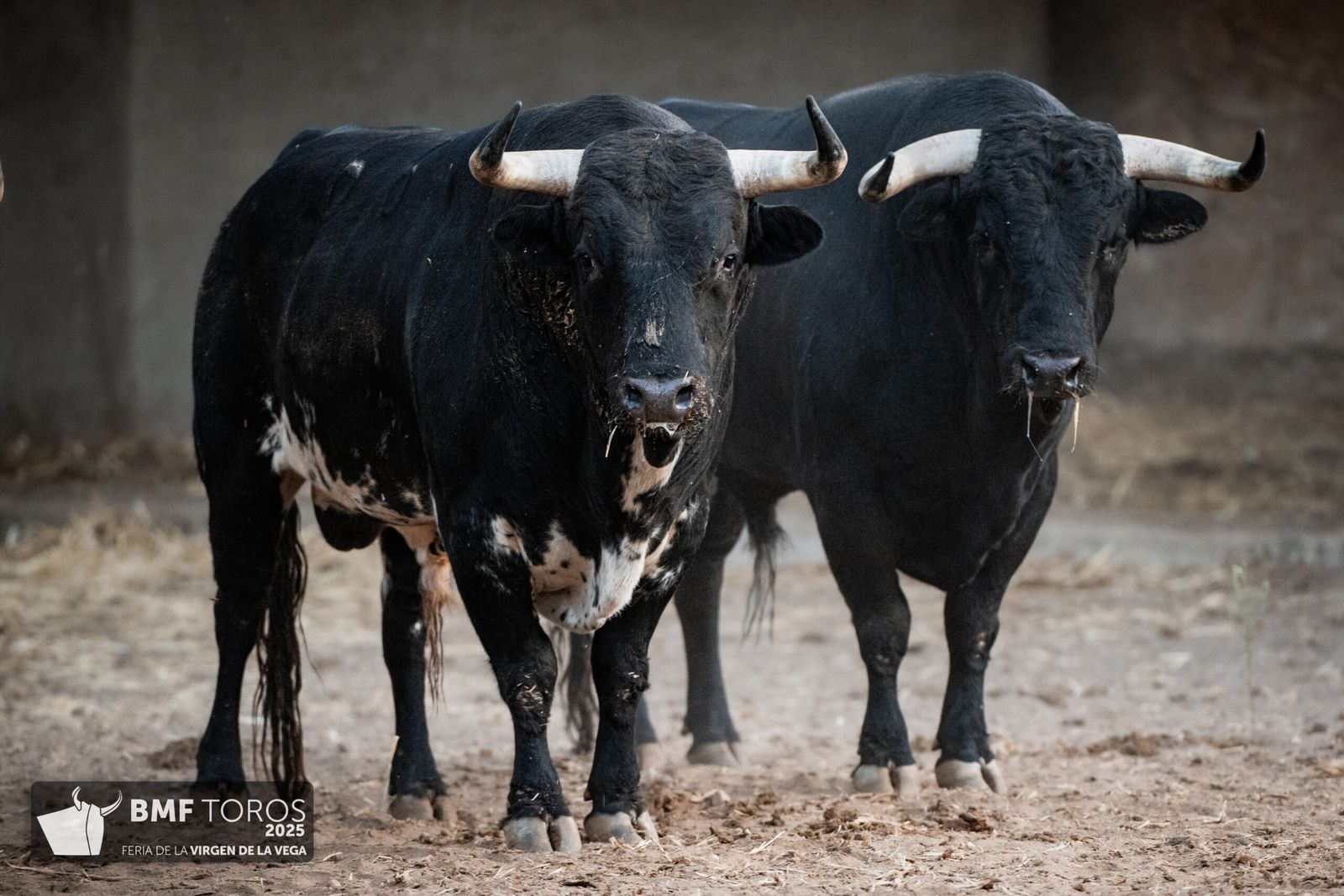 De 'Filósofo' a 'Volador': los toros García y Olga Jiménez para el regreso de Morante a La Glorieta con Ismael Martín y Marco Pérez