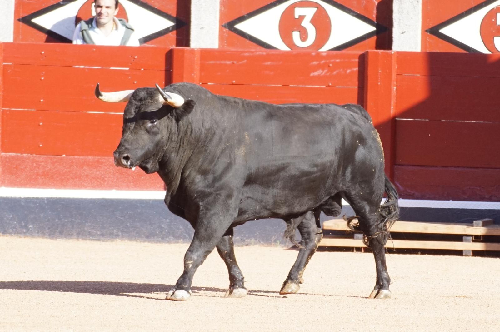 Tradicional Desenjaule en la Plaza de Toros La Glorieta