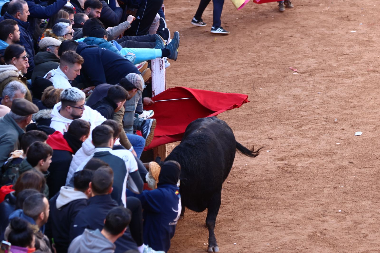 Capea de mañana en el martes del Carnaval del Toro de Ciudad Rodrigo