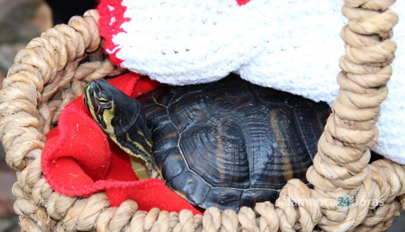 San Antón, bendición de animales 2024. Foto S24H (21)