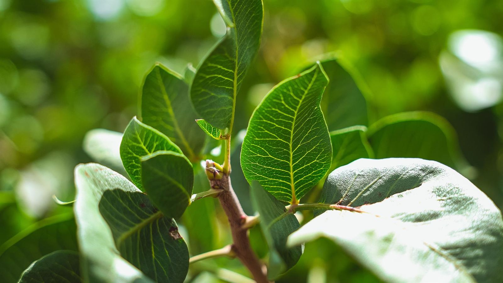 Pistacho   AGRÓPTIMUM