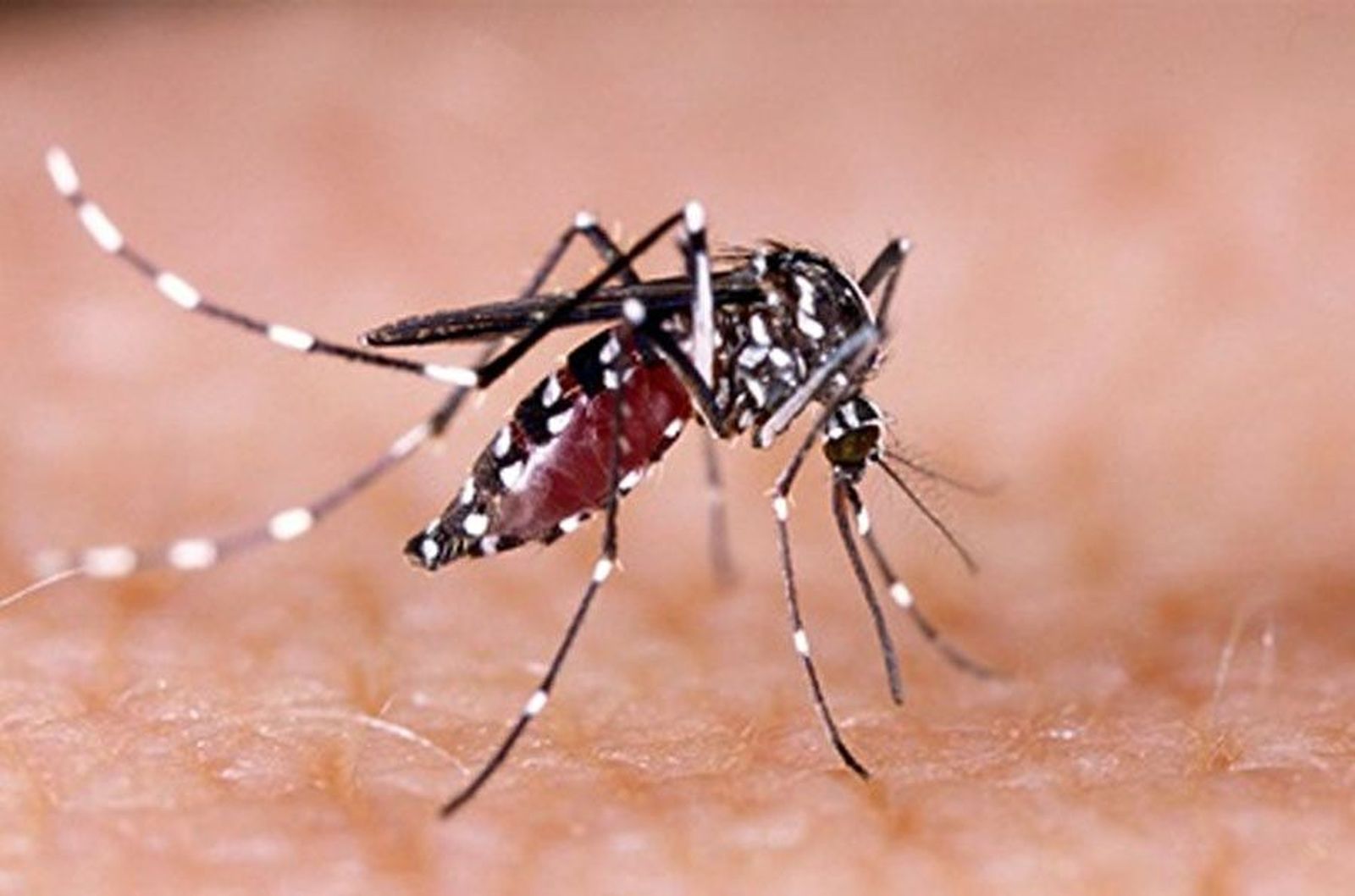 Mosquito dengue. Archivo.