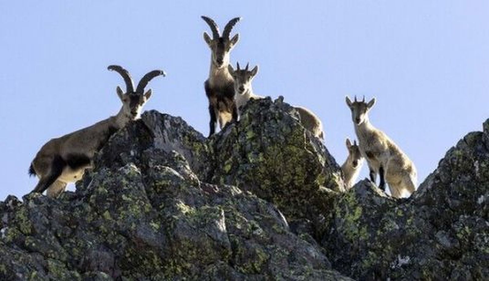 David Arranz. ICAL . Cabra montesa en la reserva regional de caza de la Batuecas (1)