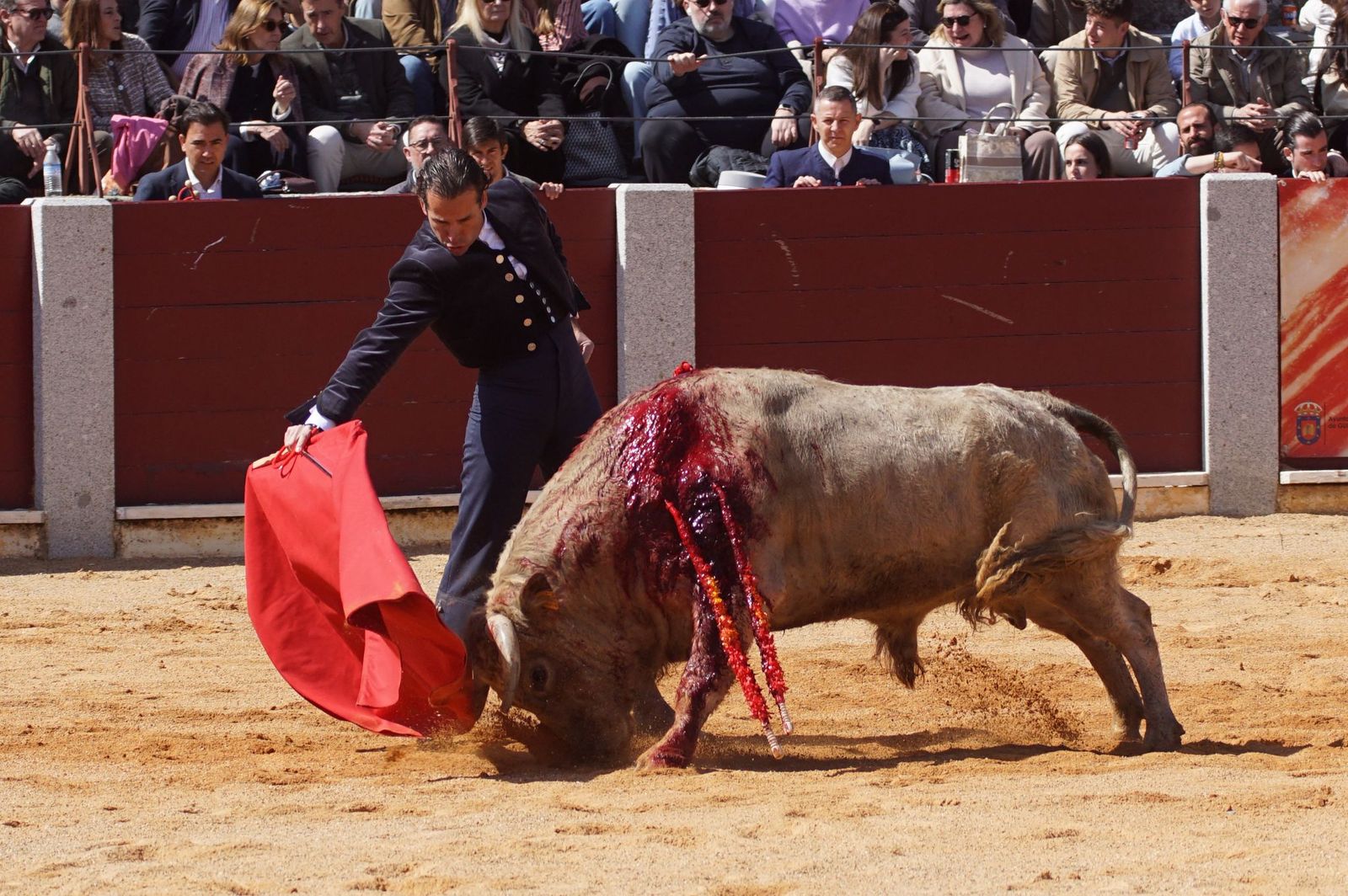 Festival taurino solidario por la esclerosis múltiple en Guijuelo