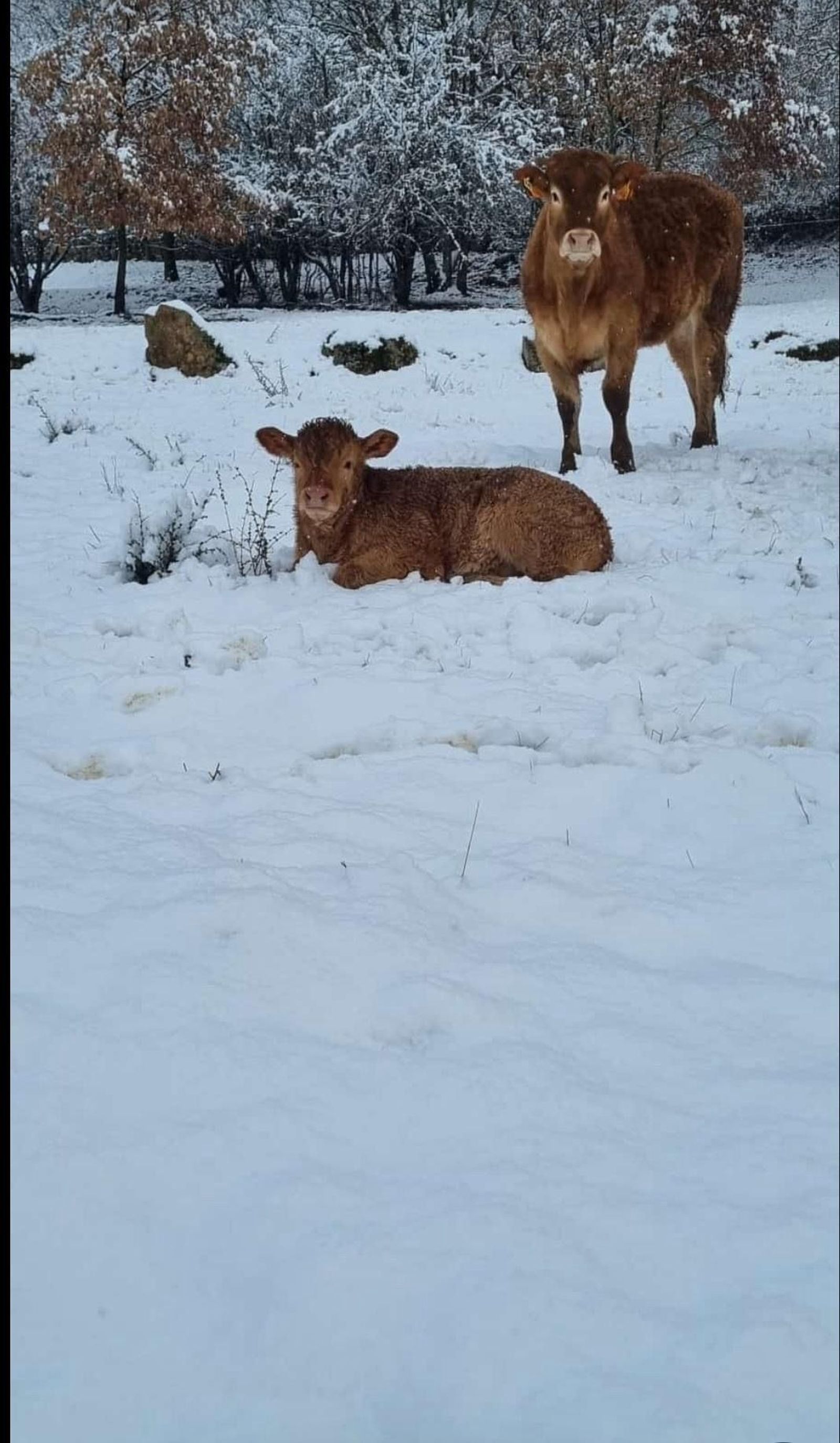Nieve en Sotillo (3).jpeg