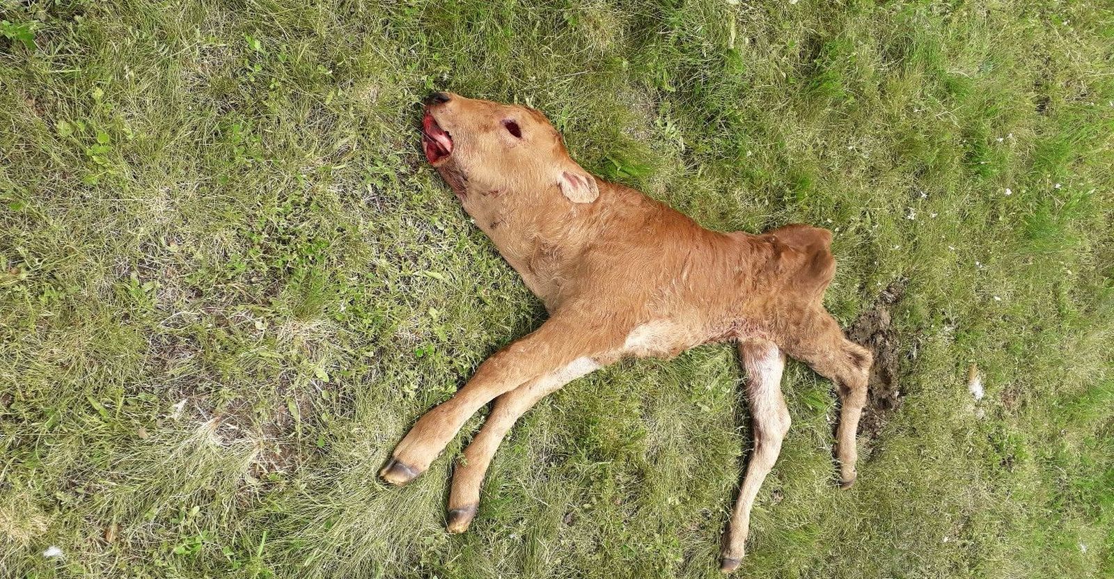 WhatsApp Image 2020 05 11 at 12.18.08