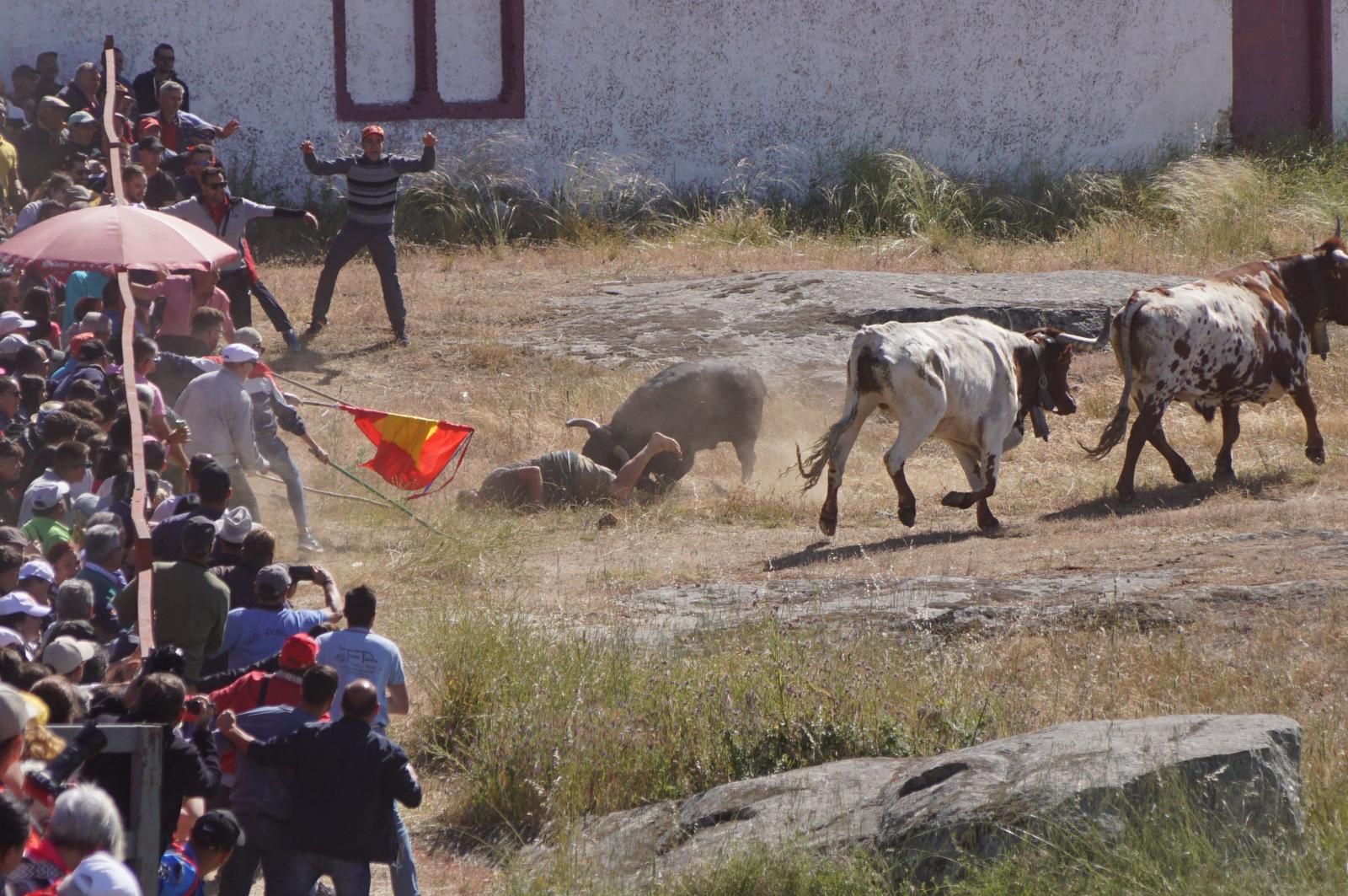 herido-un-hombre-tras-ser-volteado-por-un-astado-en-los-espantos-de-ledesma-foto-juanes-2