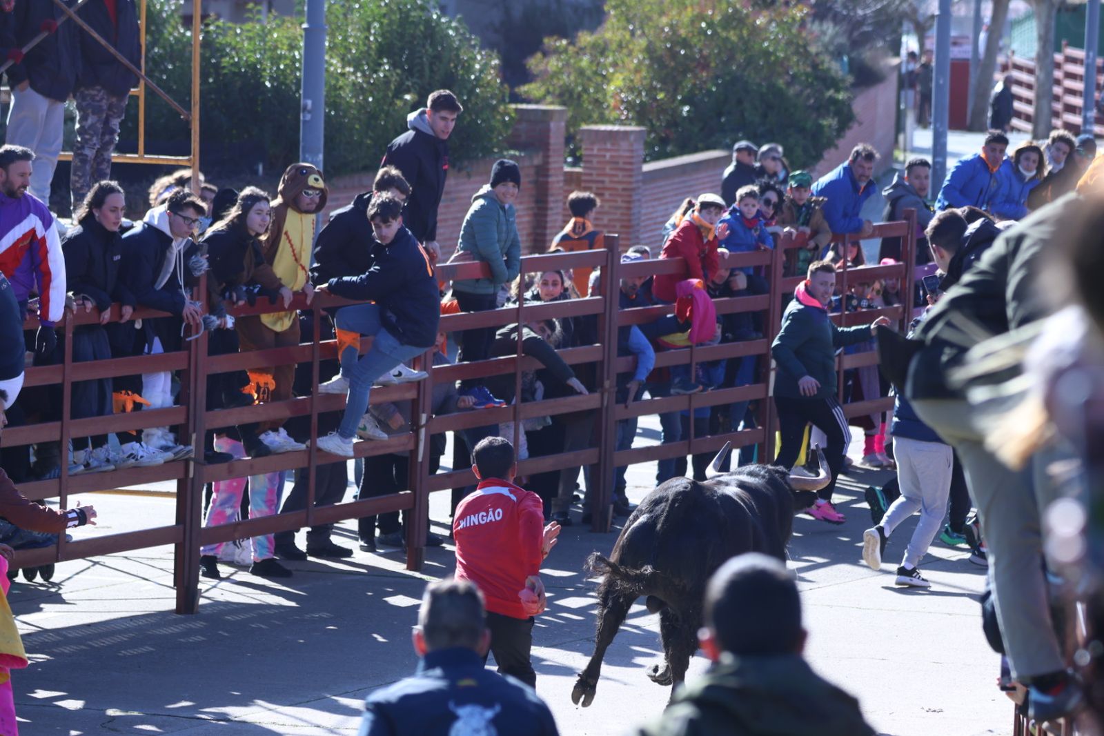 Toro del Antruejo 2026 en el Carnaval del Toro de Ciudad Rodrigo