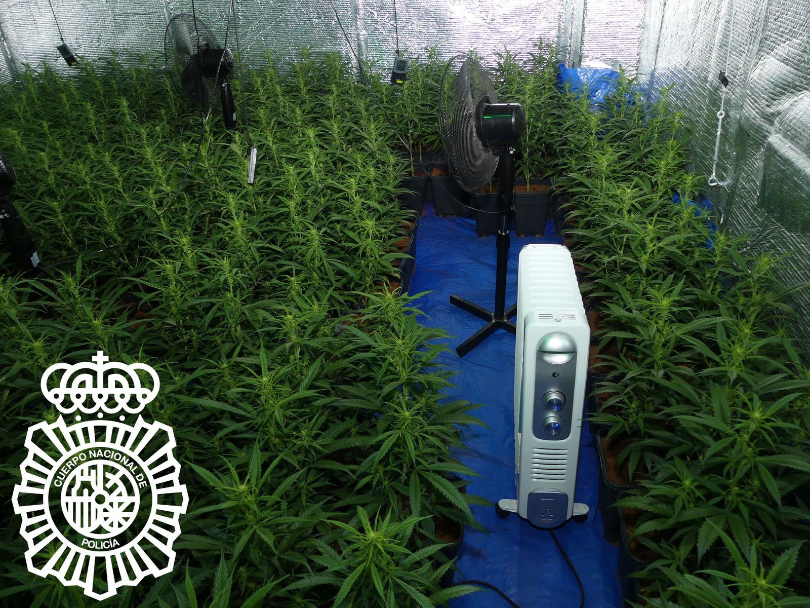 Marihuana. Foto de archivo de la PN