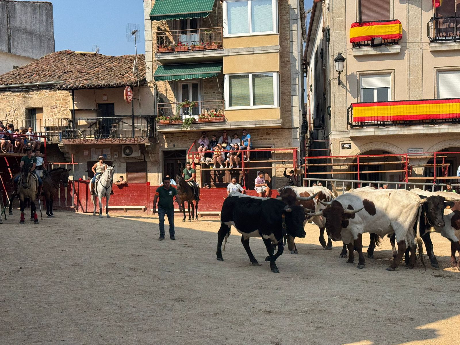 Encierro de bueyes en Aldeadávila de la Ribera para enseñarles el camino para los encierros en sus fiestas 2025