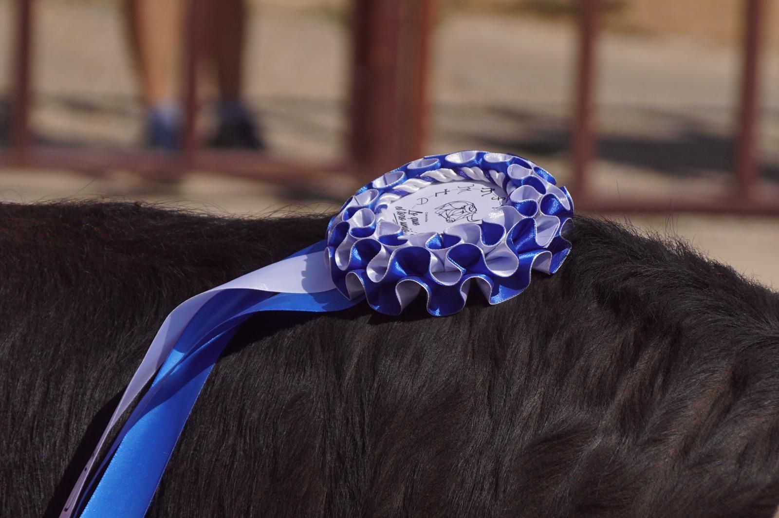toro-de-cajon-de-castrillo-de-la-guarena-fotos-juanes-20