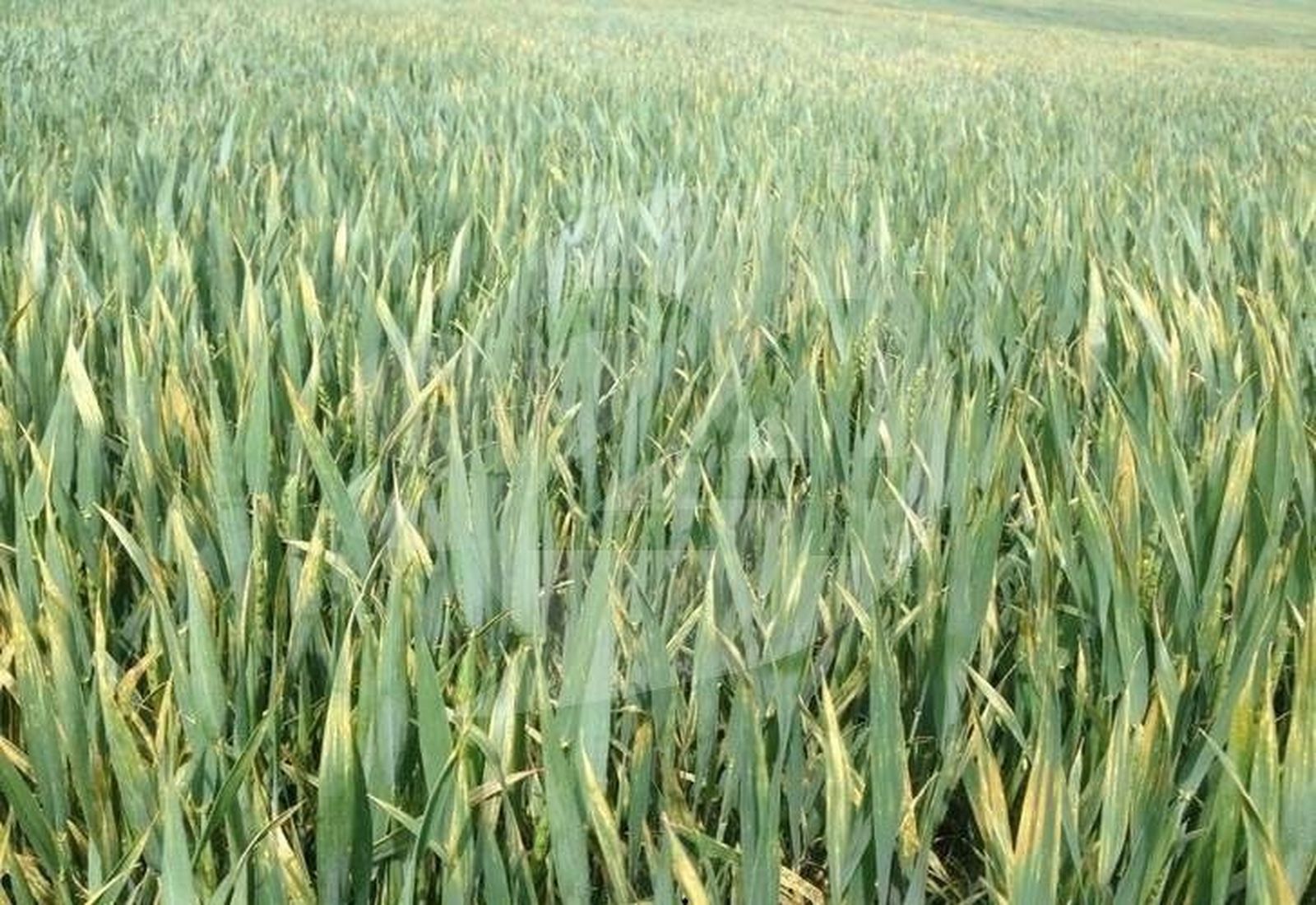 Asaja organiza una jornada sobre control de plagas y enfermedades en el cereal de invierno